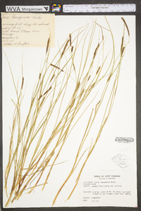 Carex lasiocarpa image