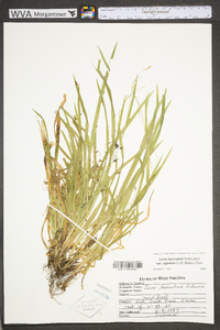 Carex laxiculmis var. laxiculmis image