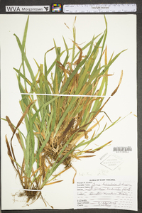 Carex laxiculmis var. copulata image