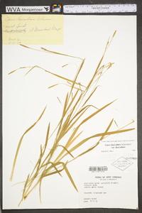 Carex laxiculmis image