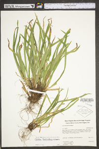 Carex laxiculmis image