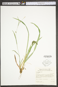 Carex laxiculmis var. laxiculmis image