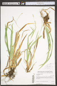 Carex laxiculmis var. laxiculmis image