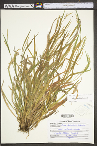 Carex laxiculmis image