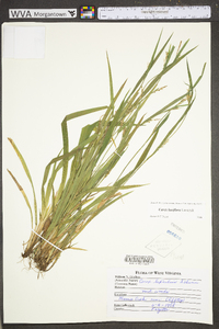 Carex laxiculmis var. laxiculmis image