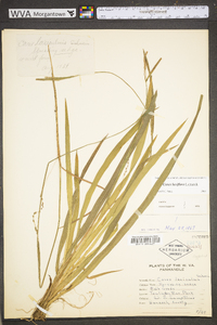 Carex laxiculmis image