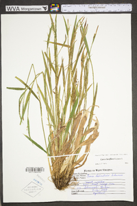 Carex laxiculmis var. laxiculmis image