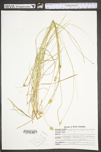 Carex leavenworthii image