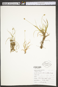 Carex leavenworthii image