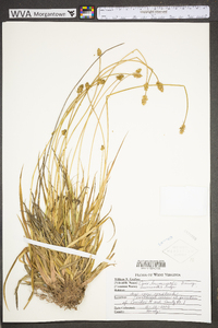 Carex leavenworthii image