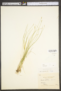 Carex leptalea subsp. leptalea image