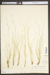 Carex leptalea subsp. leptalea image