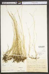 Carex leptalea subsp. leptalea image