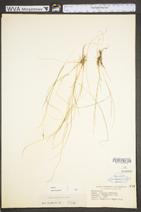 Carex leptalea subsp. leptalea image