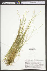 Carex leptalea subsp. leptalea image