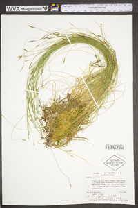 Carex leptalea subsp. leptalea image