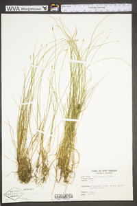 Carex leptalea subsp. leptalea image