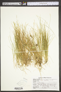 Carex leptalea subsp. leptalea image