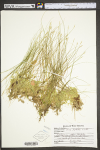 Carex leptalea subsp. leptalea image