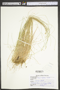 Carex leptalea subsp. leptalea image