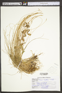 Carex leptalea subsp. leptalea image