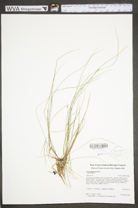 Carex leptalea subsp. leptalea image