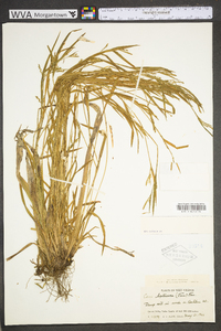 Carex leptonervia image