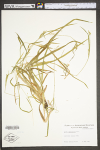 Carex leptonervia image