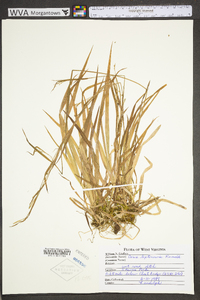 Carex leptonervia image