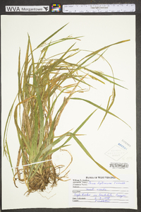 Carex leptonervia image