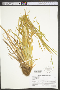 Carex leptonervia image