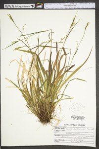 Carex leptonervia image