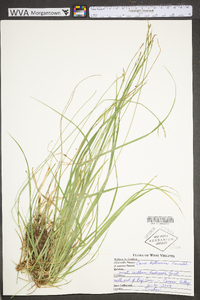 Carex leptonervia image