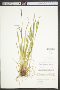 Carex leptonervia image