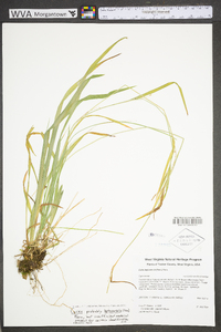 Carex leptonervia image