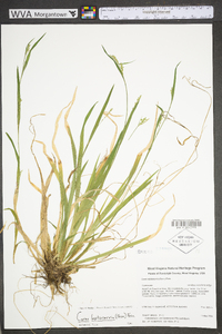 Carex leptonervia image