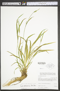 Carex leptonervia image