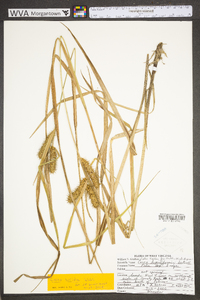 Carex lupuliformis image