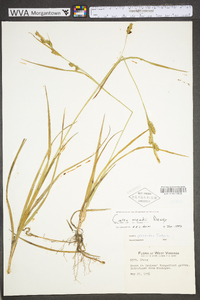 Carex meadii image