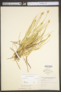 Carex mesochorea image