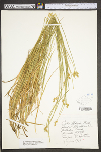 Carex molestiformis image