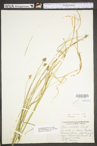 Carex molestiformis image