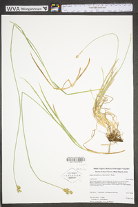 Carex molestiformis image