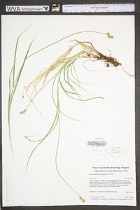 Carex molestiformis image