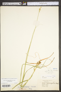 Carex muehlenbergii var. muehlenbergii image