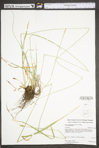 Carex muehlenbergii var. muehlenbergii image