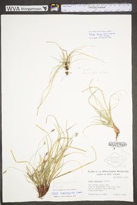 Carex umbellata image