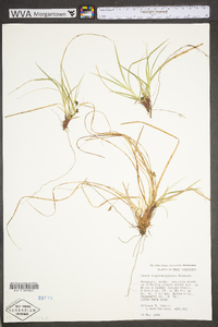 Carex nigromarginata image