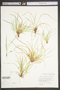 Carex nigromarginata image