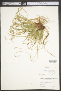 Carex nigromarginata image